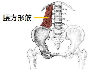 quadratus-lumborum